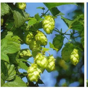 Der Frühling steht vor der Tür! Hopfensetzlinge ab jetzt erhältlich