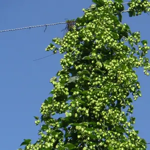 Die Hopfenernte beginnt in den nächsten Tagen - Hopfen Dekoranken ab jetzt wieder erhältlich